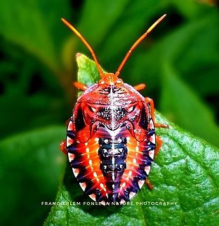 Edessa rufomarginata. Ninfa Edessa rufomarginata,Red-bordered Stink Bug,bug,hemiptera,red