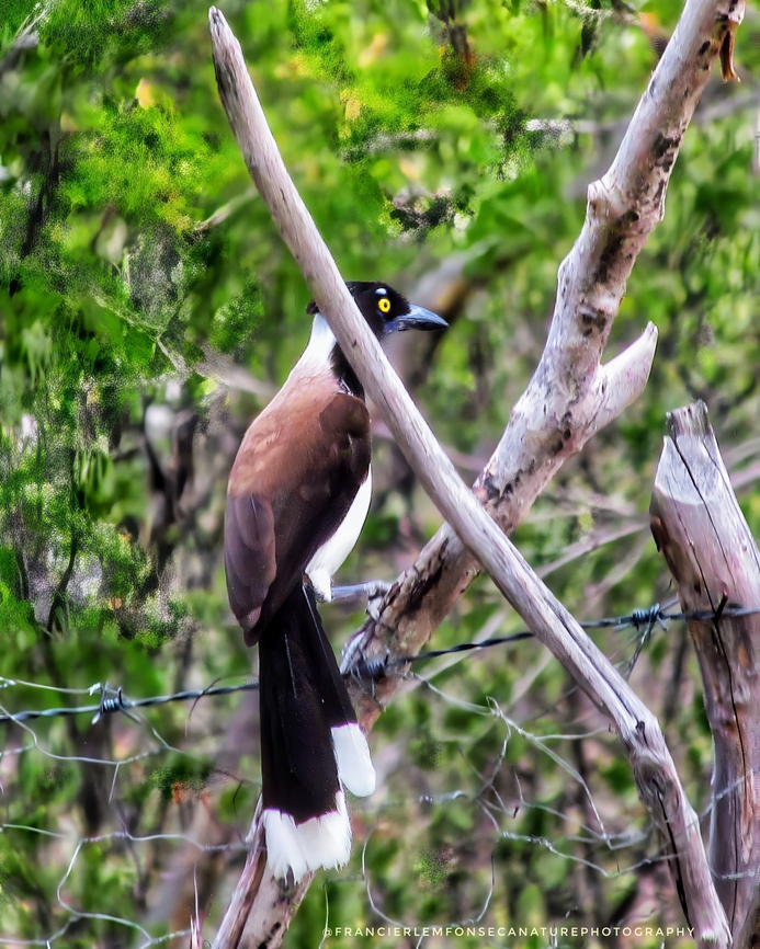 Gralha Cancã Em minha regi&atilde;o, &eacute; conhecida como Canc&atilde;o. Cyanocorax cyanopogon,White-naped jay,cancão,gralhacancã