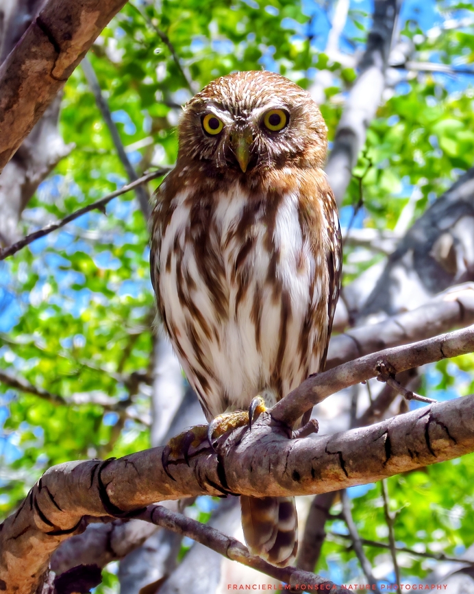 Caburé  Ferruginous Pygmy Owl,Glaucidium brasilianum
