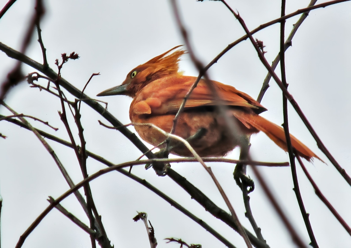 Casaca-de-couro Pseudoseisura cristata Birds,Caatinga,Caatinga cacholote,Pseudoseisura cristata,red