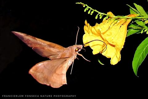 Pachylia syces Em voo. Se alimentando. Lepidoptera,Moth,Pachylia syces,sphingidae