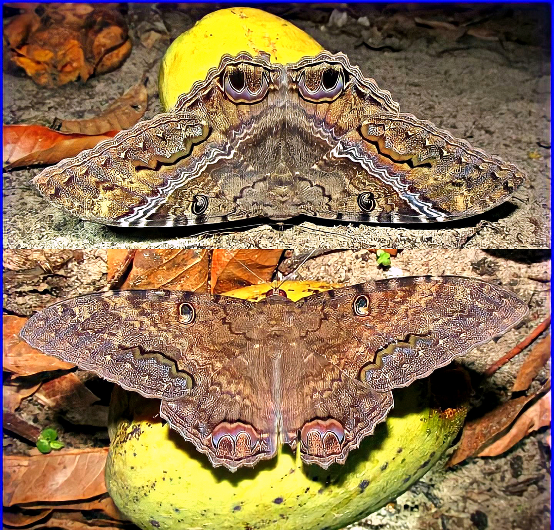 Ascalapha odorata. F&ecirc;mea e macho. Montagem de fotos antiga. Ascalapha odorata,Black Witch,Mariposas do Brasil,Noctuidae,erebidae,moths,owlet moths