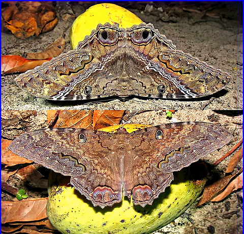 Ascalapha odorata. F&ecirc;mea e macho. Montagem de fotos antiga. Ascalapha odorata,Black Witch,Mariposas do Brasil,Noctuidae,erebidae,moths,owlet moths