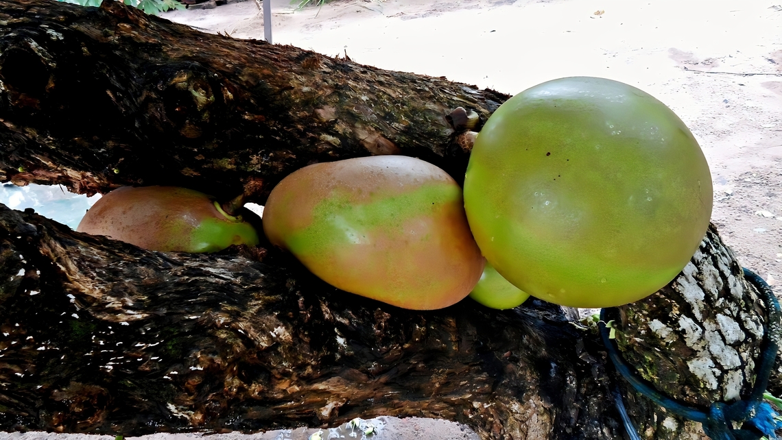 Crescentia cujete Nome comum no Brasil: Coit&eacute;. Calabash Tree,Crescentia cujete,Fruit,Tree