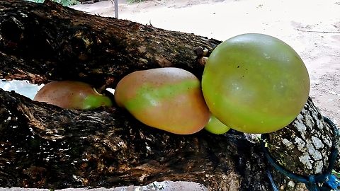 Crescentia cujete Nome comum no Brasil: Coit&eacute;. Calabash Tree,Crescentia cujete,Fruit,Tree