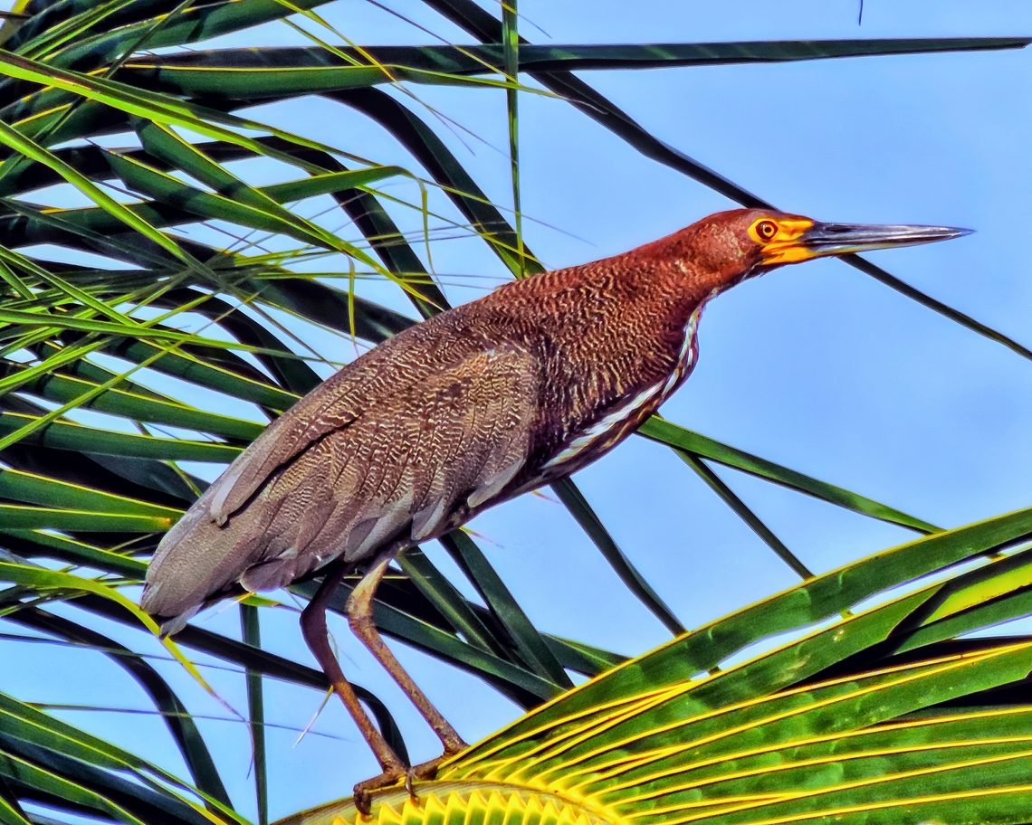 Soc&oacute;-boi  Rufescent Tiger Heron,Tigrisoma lineatum
