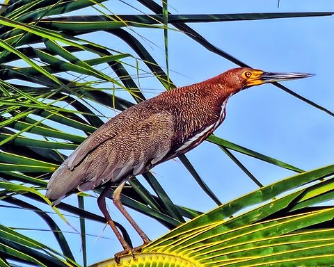 Socó-boi  Rufescent Tiger Heron,Tigrisoma lineatum