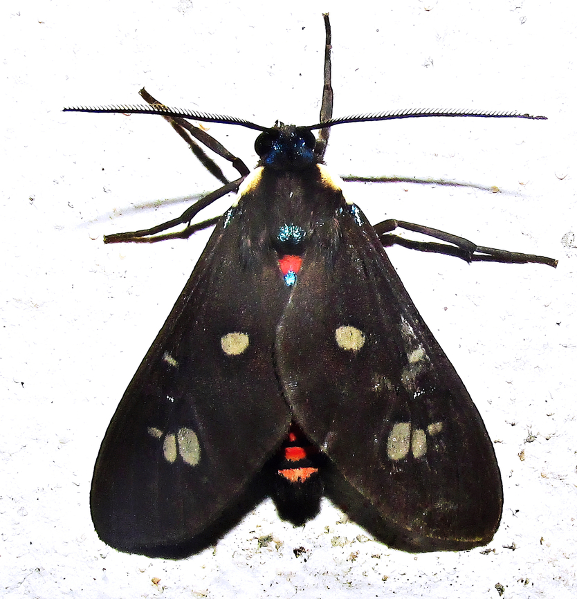 Euclera rubricincta  Arctiidae,Arctiinae,Euclera rubricincta,Moth