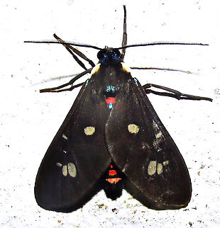 Euclera rubricincta  Arctiidae,Arctiinae,Euclera rubricincta,Moth
