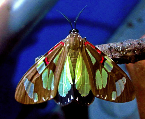 Phaloe cruenta  Arctiinae,Moth,Phaloe cruenta