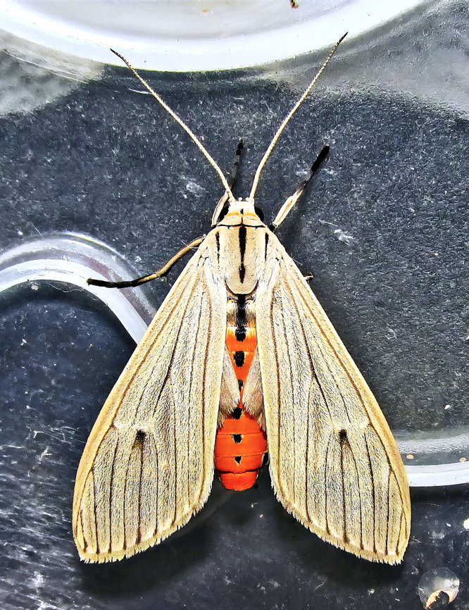 Agaraea semivitrea  Agaraea semivitrea,Moth,erebidae