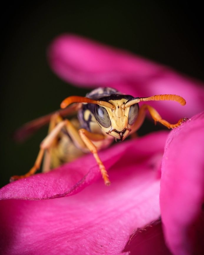 European paper wasp Polistes dominula.<br />
The European paper wasp (Polistes dominula) is one of the most common and well-known species of social wasps in the genus Polistes. Its diet is more diverse than that of most Polistes species&mdash;many genera of insects versus mainly caterpillars in other Polistes&mdash;giving it superior survival ability compared to other wasp species during a shortage of resources. Closeup,European paper wasp,Geotagged,Macro,Polistes dominula,Portugal,Spring,Wasp