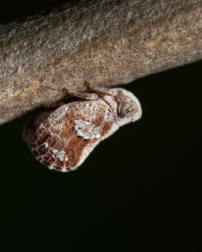 Acanaloniidae Acanaloniidae is a family of planthoppers. It is sometimes treated as a subfamily of Issidae (as Acanaloniinae). Acanaloniidae,Geotagged,Macro,Portugal,insect,summer