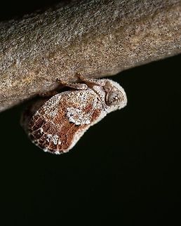 Acanaloniidae Acanaloniidae is a family of planthoppers. It is sometimes treated as a subfamily of Issidae (as Acanaloniinae). Acanaloniidae,Geotagged,Macro,Portugal,insect,summer