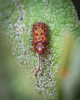Dicladispa testacea https://www.jungledragon.com/image/130859/2021110204_1.html Dicladispa,Dicladispa testacea,Geotagged,Hispini,Macro,Portugal,beetle,bug,insect,mediterranean,orange