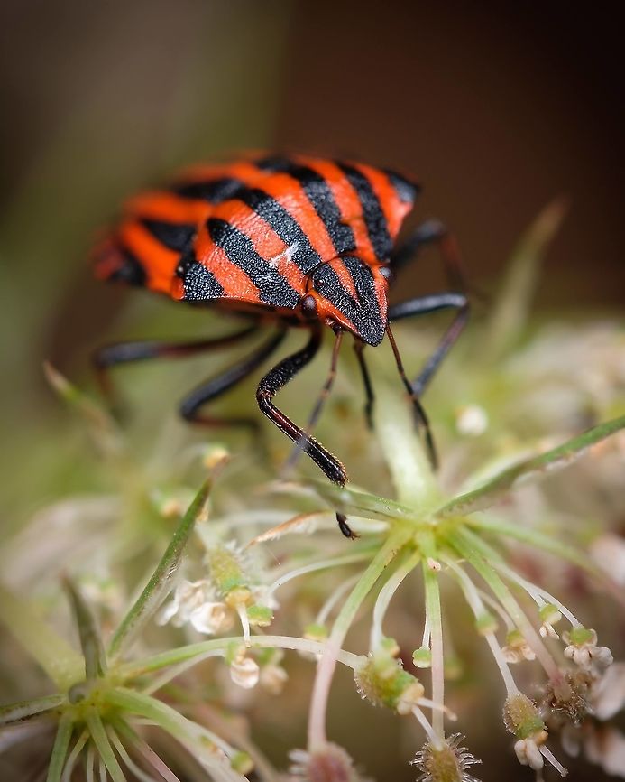 Graphosoma italicum Graphosoma italicum is a species of shield bug in the family Pentatomidae. It is also known as the Striped bug (or Italian striped bug) and Minstrel bug. Algarve,Geotagged,Graphosoma italicum,Macro,Minstrel Bug,Minstrel bug,Portugal,Spring,Striped bug,insect