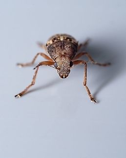 Coffee Bean Weevil I found this little guy in my kitchen ^_^
Araecerus fasciculatus, the Coffee Bean Weevil, is a species of beetle belonging to the family Anthribidae. Despite its name, it affects a wide range of stored products and some field crops. Through trade it has become cosmopolitan in its distribution. Araecerus,Araecerus fasciculatus,Geotagged,Macro,Portugal,Summer,Weevil,indoor,insect,summer