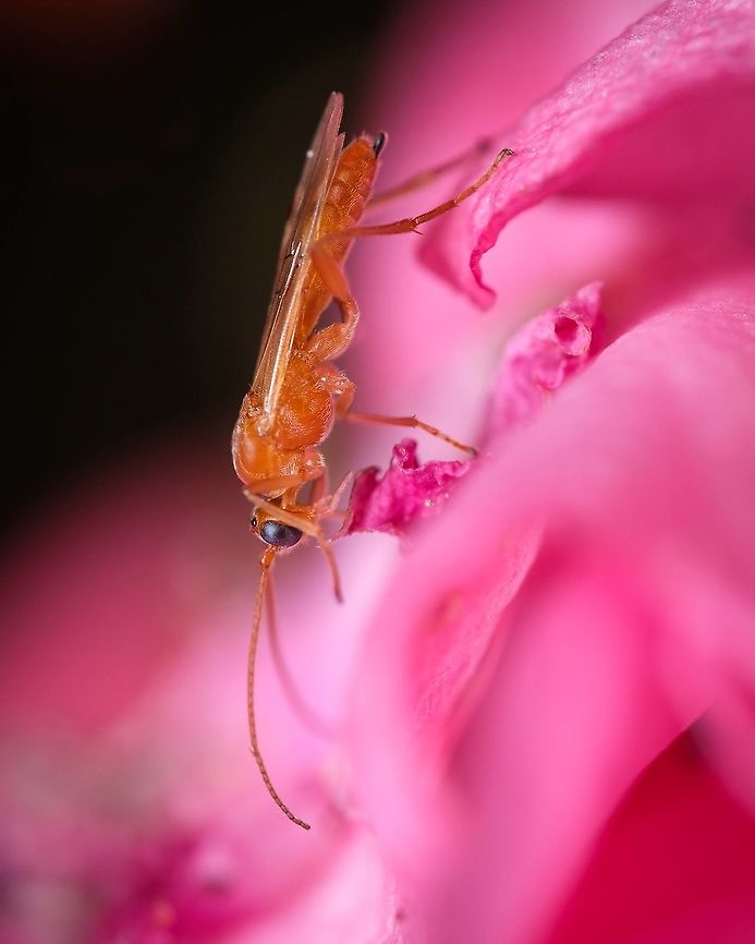 Basket-cocoon parasitoid <figure class="photo"><a href="https://www.jungledragon.com/image/130443/basket-cocoon_parasitoid.html" title="Basket-cocoon parasitoid"><img src="https://s3.amazonaws.com/media.jungledragon.com/images/5939/130443_thumb.jpg?AWSAccessKeyId=05GMT0V3GWVNE7GGM1R2&Expires=1759968010&Signature=oljBGdQM8sk%2FYiMVxccnKANEsSM%3D" width="122" height="152" alt="Basket-cocoon parasitoid https://www.jungledragon.com/image/120314/enicospilus_wasp.html<br />
https://www.jungledragon.com/image/124251/cocoon.html Basket-cocoon Parasitoid,Geotagged,Macro,Meteorus pulchricornis,Portugal,Summer,insect,unidentified,wasp" /></a></figure><br />
<figure class="photo"><a href="https://www.jungledragon.com/image/124251/basket-cocoon_parasitoid.html" title="Basket-cocoon parasitoid"><img src="https://s3.amazonaws.com/media.jungledragon.com/images/5939/124251_thumb.jpg?AWSAccessKeyId=05GMT0V3GWVNE7GGM1R2&Expires=1759968010&Signature=lITuJ6%2BqTvW2Wo7w1jPDtrV9qgE%3D" width="122" height="152" alt="Basket-cocoon parasitoid https://www.jungledragon.com/image/130443/basket-cocoon_parasitoid.html<br />
https://www.jungledragon.com/image/120314/basket-cocoon_parasitoid.html Basket-cocoon Parasitoid,Cocoon,Fall,Geotagged,Meteorus pulchricornis,Portugal,macro" /></a></figure> Basket-cocoon Parasitoid,Enicospilus,Enicospilus purgatus,Geotagged,Macro,Meteorus pulchricornis,Portugal,insect,netelia,summer,unidentified,wasp