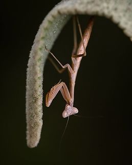 Iris oratoria Iris oratoria, known by the common name Mediterranean mantis or (less frequently) iris mantis, is a widespread species of praying mantis native to Europe. Europe,Geotagged,Iris oratoria,Macro,Mantis,Mediterranean mantis,Portugal,Spring,insect,praying mantis