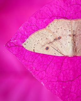Blair’s Mocha "Cyclophora puppillaria" Blair’s Mocha is resident to southern and eastern Europe. Colours and markings can be quite variable but generally they are pale orange-brown with dark-ringed central spots, a central cross-line and inner and outer dotted lines. The forewings have a thin dark edge which ends in a dark mark at the wing tip. Cyclophora puppillaria,Europe,Geotagged,Macro,Portugal,Summer,blair's Mocha,summer