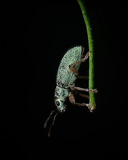 The Green Immigrant Leaf Weevil Polydrusus formosus (green immigrant leaf weevil), is a species of broad-nosed weevil belonging to the family Curculionidae, subfamily Entiminae. Europe,Geotagged,Green,Green Immigrant Leaf Weevil,Macro,Polydrusus formosus,Portugal,Spring,Weevil,insect,macro