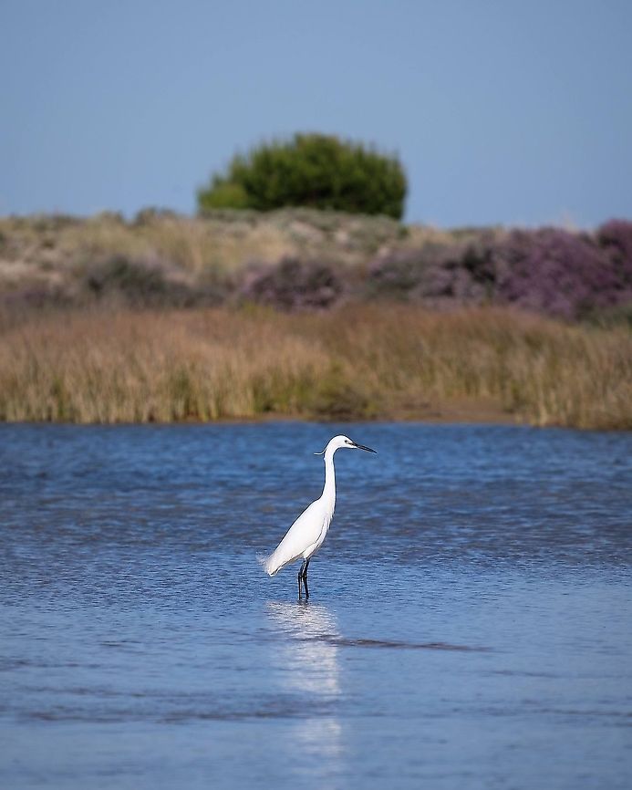 Little Egret The little egret (Egretta garzetta) is a species of small heron in the family Ardeidae. The genus name comes from the Proven&ccedil;al French Aigrette, "egret", a diminutive of Aigron, "heron". The species epithet garzetta is from the Italian name for this bird, garzetta. Egretta garzetta,Europe,Geotagged,Little Egret,Portugal,bird,little egret,summer