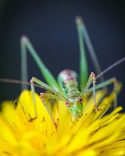 Southern sickle bush-cricket Phaneroptera nana, common name southern sickle bush-cricket is a species in the family Tettigoniidae and subfamily Phaneropterinae.  Geotagged,Macro,Phaneroptera nana,Portugal,Spring,cricket,insect