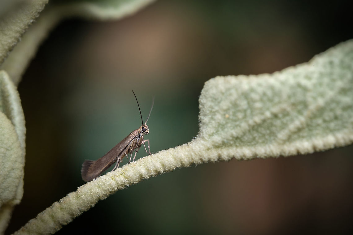 Curved-horn Moth Gelechioidea is the superfamily of moths that contains the case-bearers, twirler moths, and relatives, also simply called curved-horn moths or gelechioid moths. It is a large and poorly understood '"micromoth" superfamily, constituting one of the basal lineages of the Ditrysia. Curved-horn moth,Gelechioidea,Geotagged,Moth,Portugal,Spring,insect,macro