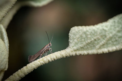 Curved-horn Moth Gelechioidea is the superfamily of moths that contains the case-bearers, twirler moths, and relatives, also simply called curved-horn moths or gelechioid moths. It is a large and poorly understood '"micromoth" superfamily, constituting one of the basal lineages of the Ditrysia. Curved-horn moth,Gelechioidea,Geotagged,Moth,Portugal,Spring,insect,macro