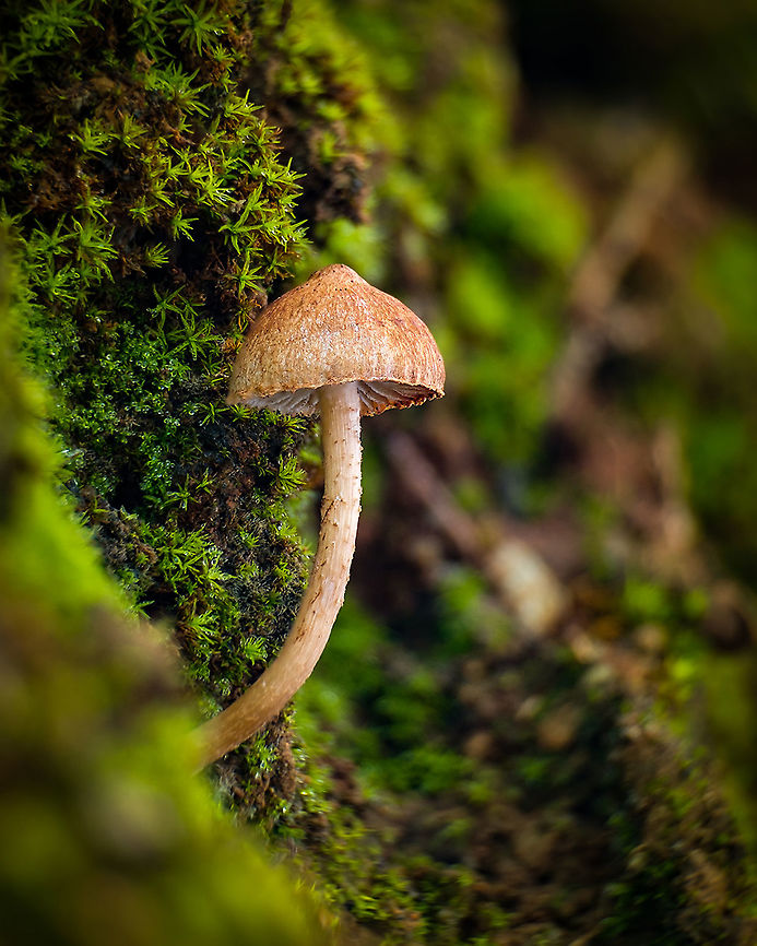Inocybaceae The Inocybaceae are a family of fungi in the order Agaricales. Members of this family have a widespread distribution in tropical and temperate areas.  Europe,Geotagged,Inocybaceae,Macro,Mushroom,Portugal,Winter,winter