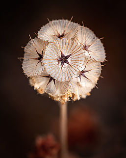 Lomelosia stellata Lomelosia stellata is a species of flowering plant in the honeysuckle family known by the common name starflower pincushions. It is native to southwestern Europe and North Africa, and it is known widely as an ornamental plant. The inflorescence is a dense spherical cluster of flowers that yield showy fruits with fan-like funnel-shaped papery bracts. Europe,Flora,Geotagged,Macro,Portugal,Scabiosa stellata,Summer,flower,summer