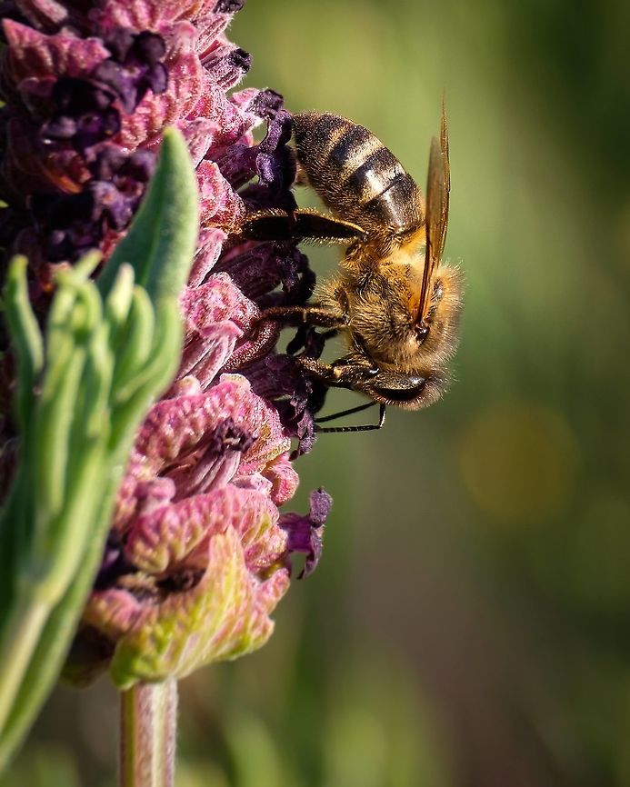 Apis mellifera The western honey bee or European honey bee is the most common of the 7&ndash;12 species of honey bees worldwide. The genus name Apis is Latin for &quot;bee&quot;, and mellifera is the Latin for &quot;honey-bearing&quot;, referring to the species in production of honey. Apis mellifera,Geotagged,Portugal,Spring,Western honey bee,bee,honey,insect,macro