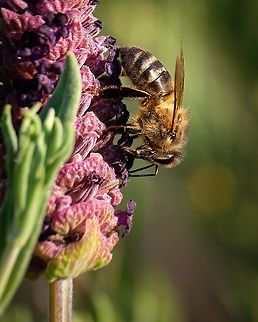 Apis mellifera The western honey bee or European honey bee is the most common of the 7&ndash;12 species of honey bees worldwide. The genus name Apis is Latin for "bee", and mellifera is the Latin for "honey-bearing", referring to the species in production of honey. Apis mellifera,Geotagged,Portugal,Spring,Western honey bee,bee,honey,insect,macro