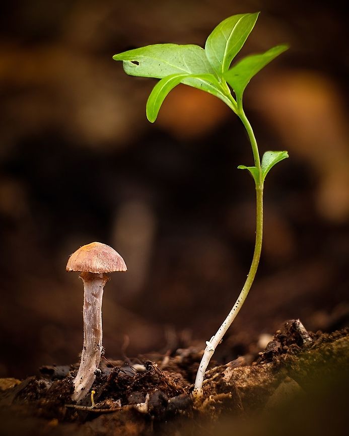 Young couple I don't know which species are these, but I love this photo. There's a tiny mushroom in this photo that I only noticed when I was editing the photo in the computer and what a nice surprise it was :-D Europe,Geotagged,Leaf,Macro,Mushroom,Portugal,plant,winter