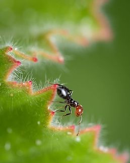 Crematogaster scutellaris Shot with my Fujifilm X-t20 + Samyang 100mm + Youngnuo Flash + diffuser.  Bug,Crematogaster scutellaris,Europe,Geotagged,Macro,Portugal,Spring,ant,insect,summer