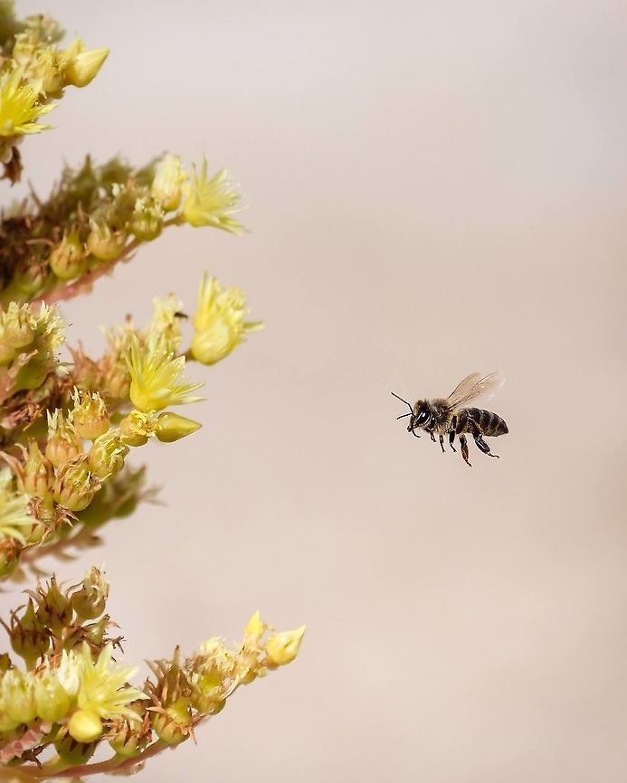 Apis mellifera Usually I have to shoot dozens of photos to get a flying insect focused in mid air, but this one was one of two shots, one blurred and this one...pure luck! :-D Apis mellifera,Europe,Geotagged,Insect,Macro,Portugal,Western honey bee,Winter,apis mellifera,bee,bug,flying