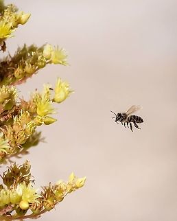 Apis mellifera Usually I have to shoot dozens of photos to get a flying insect focused in mid air, but this one was one of two shots, one blurred and this one...pure luck! :-D Apis mellifera,Europe,Geotagged,Insect,Macro,Portugal,Western honey bee,Winter,apis mellifera,bee,bug,flying