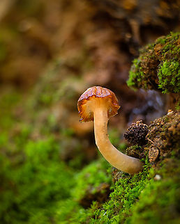Cute little fungi I don't know what species this is but it's freaking beautiful :-) Europe,Geotagged,Macro,Mushroom,Portugal,Winter,fungi