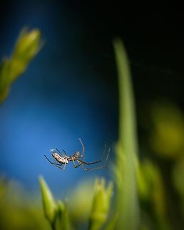 Stretch Spider Genus Tetragnatha This shot was captured in the marvelous island called Armona, southern Portugal. This is were I spend my vacations with my wife and kids. There's no roads, no cars, only sand, water, nature to enjoy and photograph ^_^ Armona,Europe,Geotagged,Macro,Portugal,Spring,Stretch spider,Tetragnatha extensa,spider