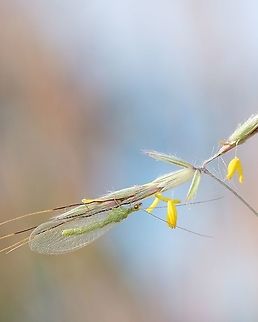 Common Green Lacewings "Genus Chrysoperla" My favorite time of day to shoot macro is early in the morning before the noise of civilization starts. This was on one of those mornings, the sky was beautiful.  Chrysoperla,Chrysoperla carnea,Common green lacewing,Geotagged,Green Lacewings,Portugal,Spring,insect