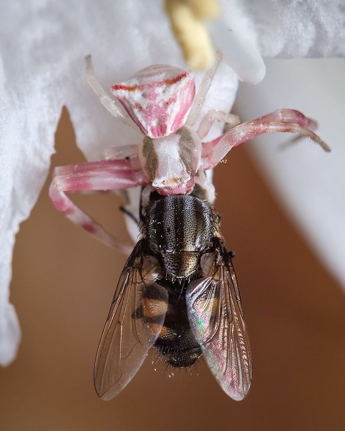 Crab Spider "Thomisus onustus" I found this kind of spider recently inside some white flowers. It's incredible how they hide inside the flower waiting for insects to come for the p&oacute;len and then make their hunting move! <br />
This one is a female, females can change between 3 colours to camouflage in the flowers :-D European,Geotagged,Portugal,Summer,Thomisus onustus,fly,spider