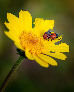 Cryptocephalus rugicollis, Portugal One of my first macro shots.
I'm not sure of the species so any confirmation or suggestion is more than welcome 8-) Cryptocephalus rugicollis,Europe,Geotagged,Macro,Portugal,Spring,insect,spring