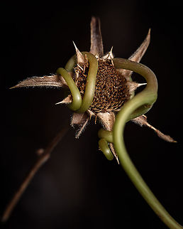 Spiny Starwort "Pallenis spinosa" I find very interesting how the vines grow through other plants and this pour Spiny Starwort was getting strangled  slowly without even noticing it (or maybe it did?).  Europe,Geotagged,Macro,Pallenis spinosa,Portugal,Spiny Starwort,Summer,flower,summer