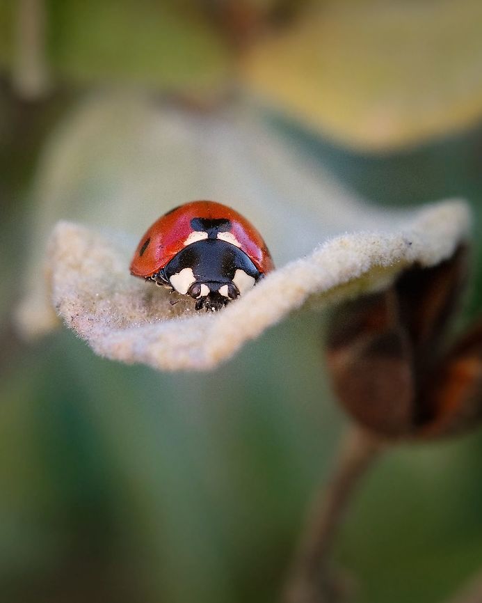 Seven-spotted Ladybug "Coccinella septempunctata" Every time I research on a species some questions emerge. The one that strikes me the most about this insect is: should I call it a Ladybug or a Ladybird?<br />
(I have found the two names for the same species)  Coccinella septempunctata,Europe,Geotagged,Portugal,Seven-spotted Lady Beetle,Spring,insect,ladybird,ladybug,macro