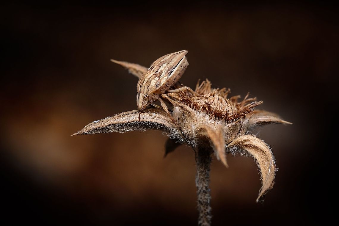 Odontotarsus inaturalist has identified this species as Odontotarsus, but didn't specified which kind of Odontotarsus. Anyone have any ideia? Thank you.  Aelia acuminata,Bishop's Mitre,Europe,Geotagged,Odontotarsus,Portugal,Summer,flower,insect,summer