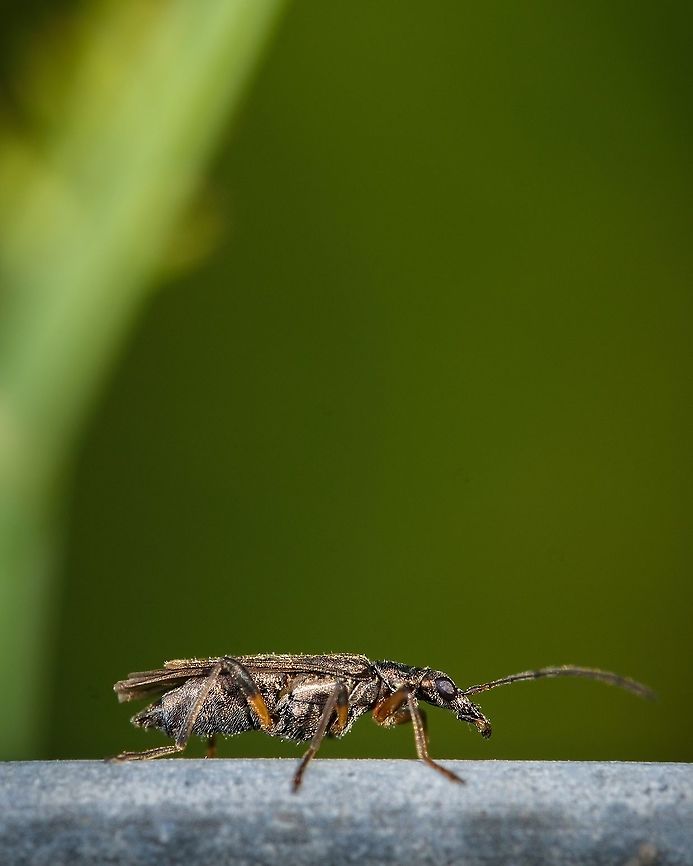 Oedemera Barbara Oedemera barbara, female, lateral view.<br />
<br />
This little friend was on a metal fence having his morning sun bath. Inaturalist identifies it has Oedemera Barbara, but I can&#039;t find the Barbara kind in here to make the identification.  Europe,Geotagged,Macro,Oedemera,Oedemera Barbara,Portugal,Spring,insect