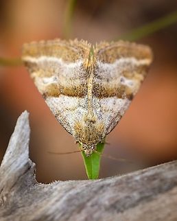Synthymia fixa I find particularly interesting the eyes of the moths, they give them so much character.  Europe,Geotagged,Macro,Moth,Portugal,Spring,Synthymia,Synthymia fixa,insect,spring