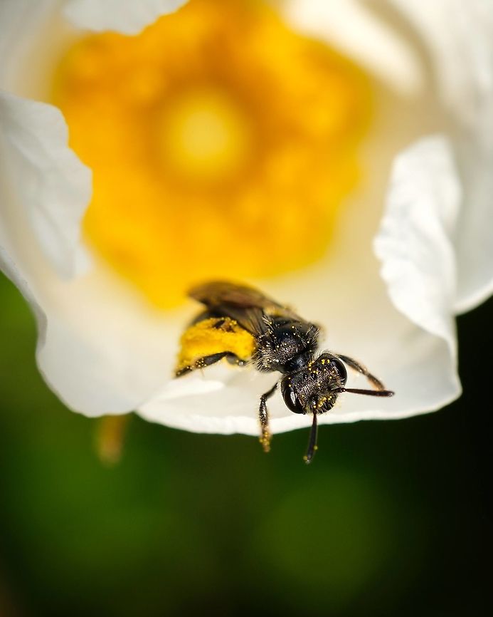 Mining Bee "Genus Andrena" I already miss spring for the abundance of insects and blooming flowers to photograph. I find it so hard to photograph in the summer when everything is drying out and the insects disappear... Andrena,Geotagged,Portugal,Spring,bee,flower,insect,macro,spring