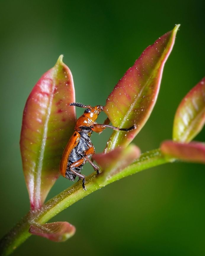 Macrolenes dentipes Evedently this little guy is having breakfast, and what a healthy fellow, greens to start up the day right! ^_^ Europe,Geotagged,Macro,Macrolenes dentipes,Portugal,Spring,beetle,leaf beetle,spring