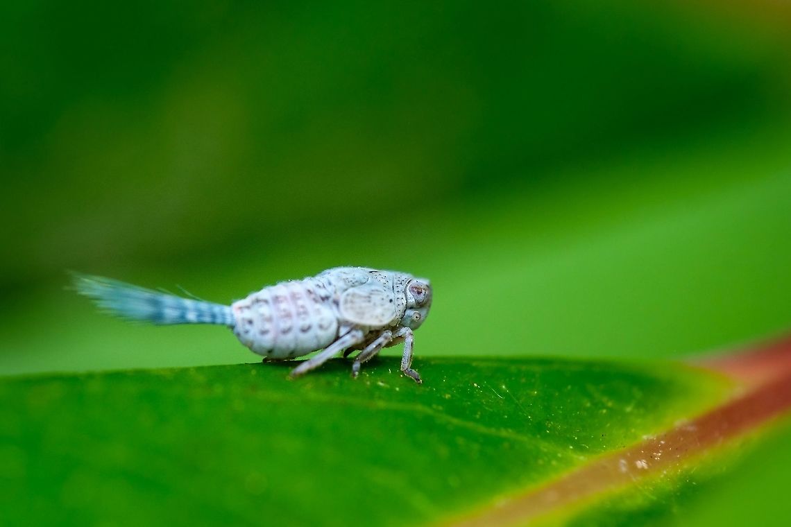 Thioniini? I love these little ones, the are so peculiar with those &quot;spikes&quot; on the bottom and with those expressive eyes. And they are so tiny! This was the only blue one I have ever seen and it only gave me time to take two shots, thankfully one was in focus :-D Europe,Geotagged,Macro,Portugal,Summer,Thioniini,blue,insect,summer
